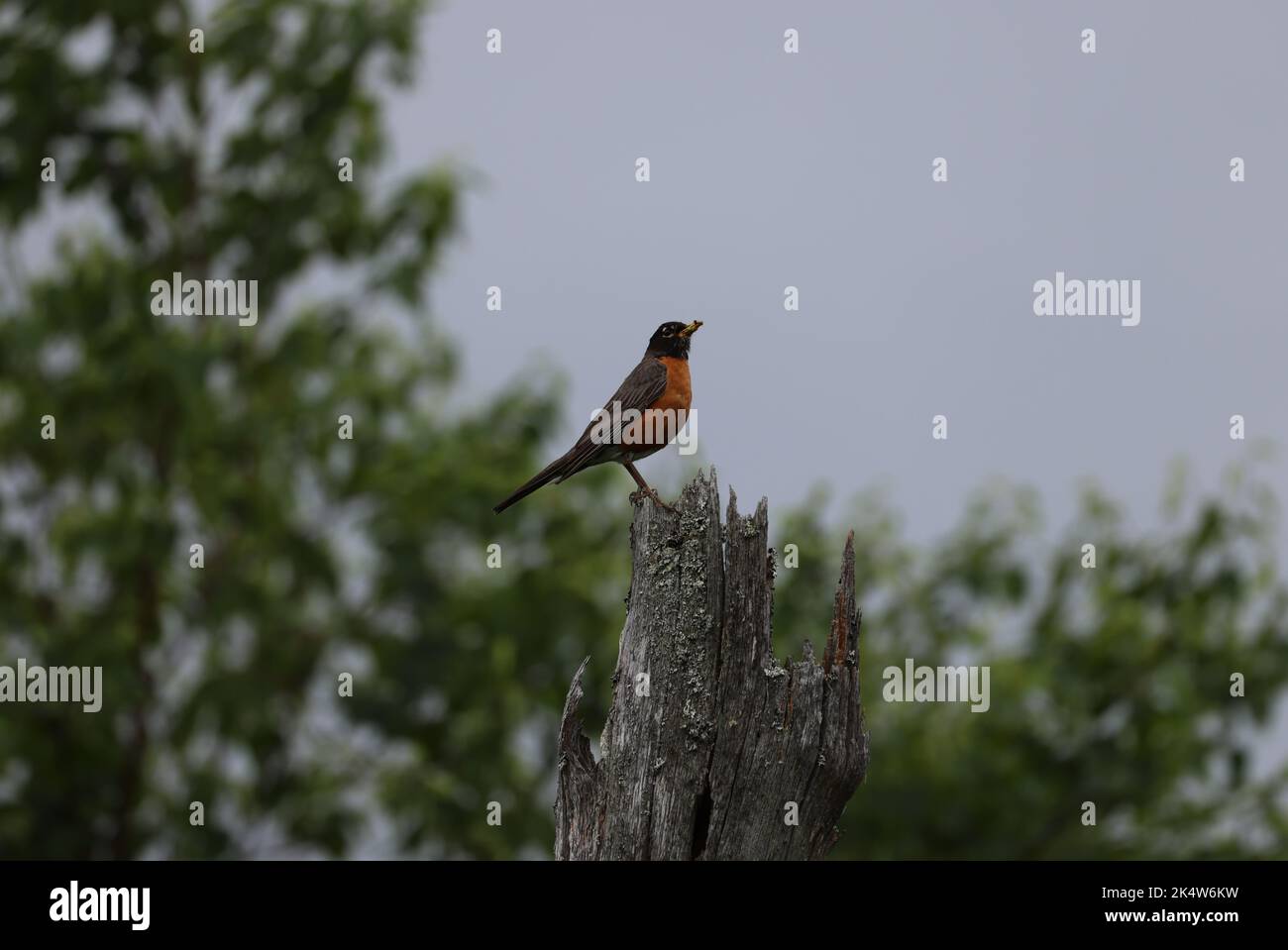 America Robin a Gaspesie Park, Nuova Scozia Foto Stock