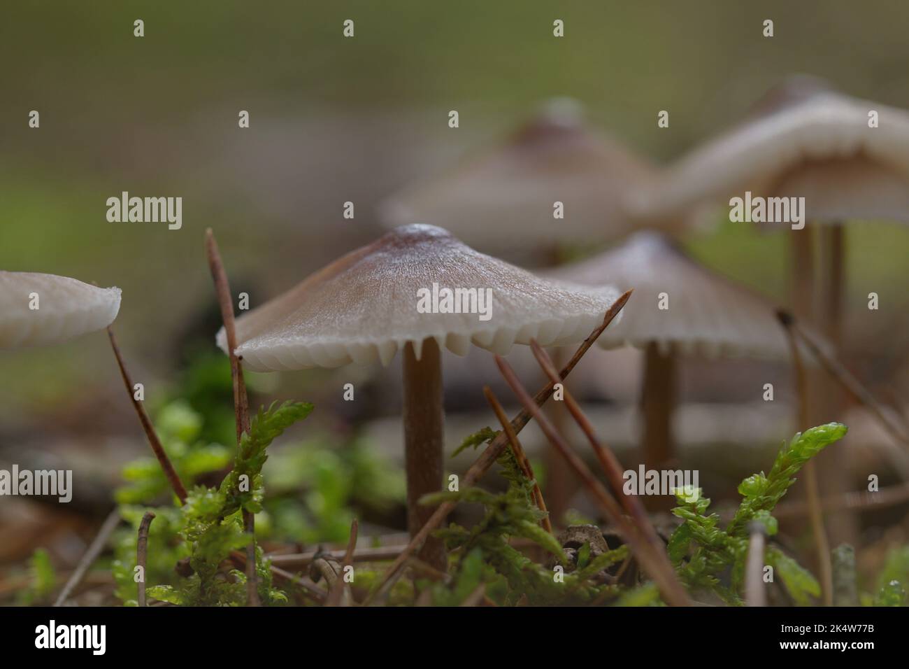 Macro di funghi in autunno in autunno Foto Stock