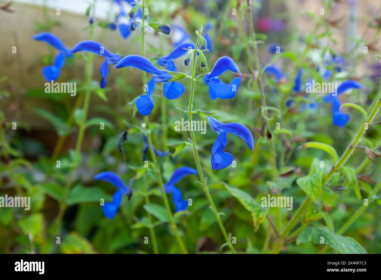 Fiori blu della salvia semiindurita ornamentale gentile, la salvia di diffusione Foto Stock