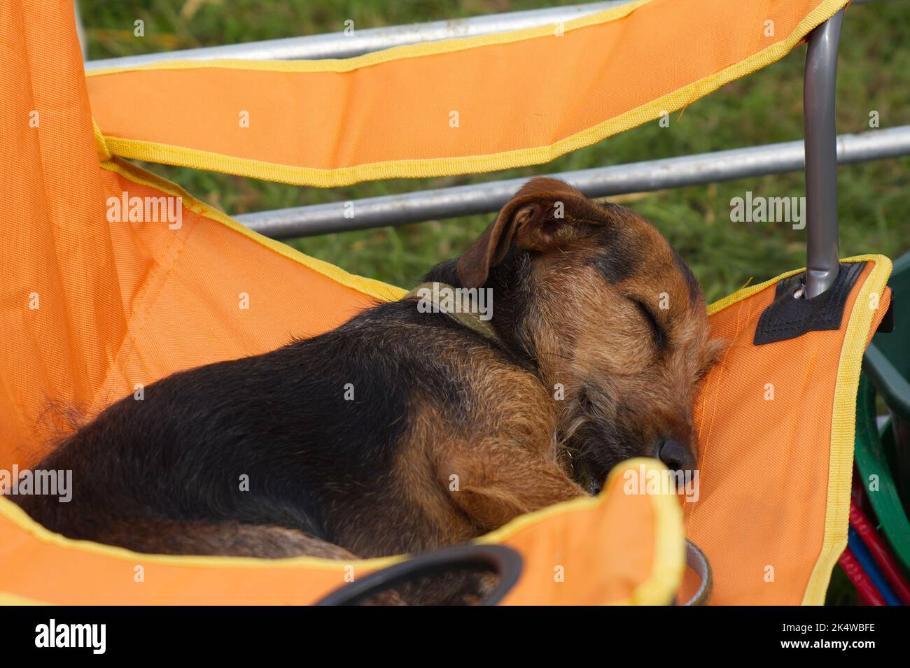 Piccolo cane mongrel addormentato su sedia da campeggio all'aperto Foto Stock