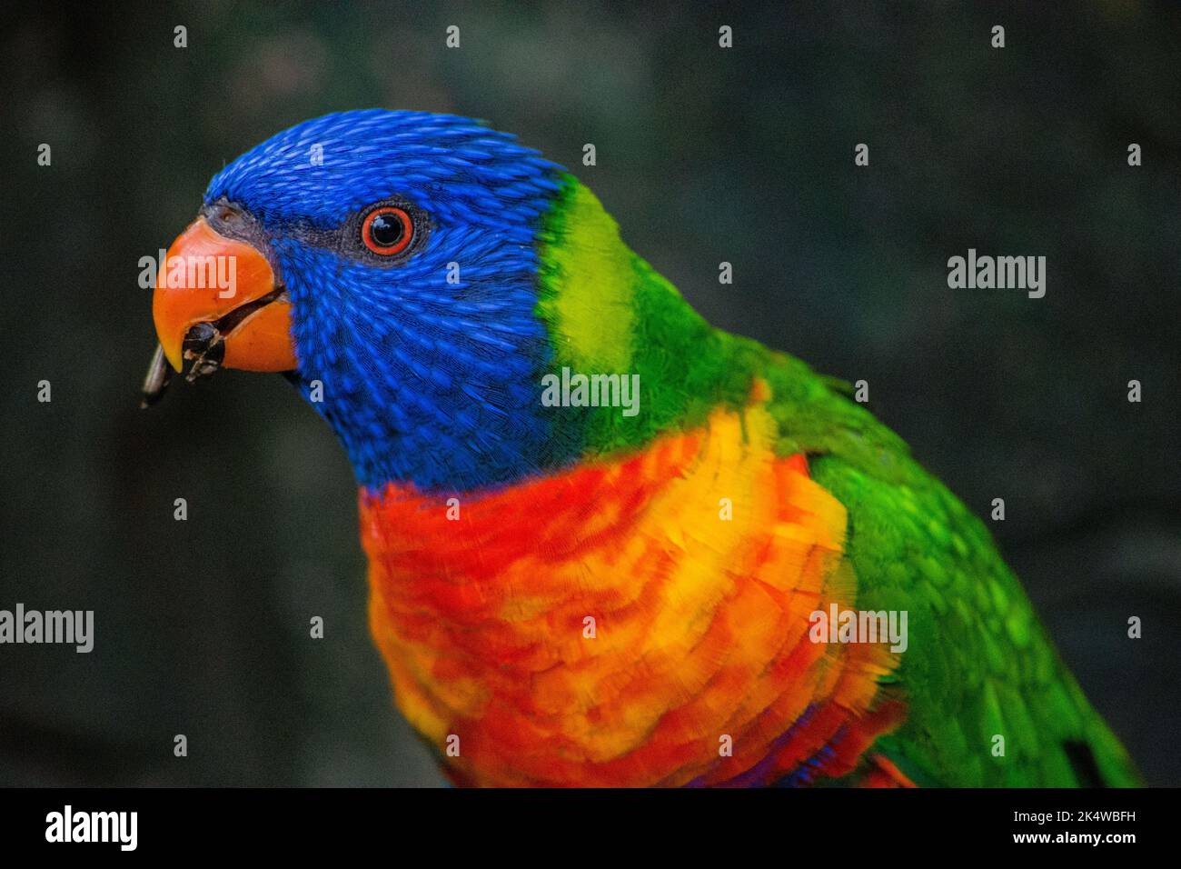 Primo piano ritratto di un Parakeet che mangia un seme, Sudafrica Foto Stock