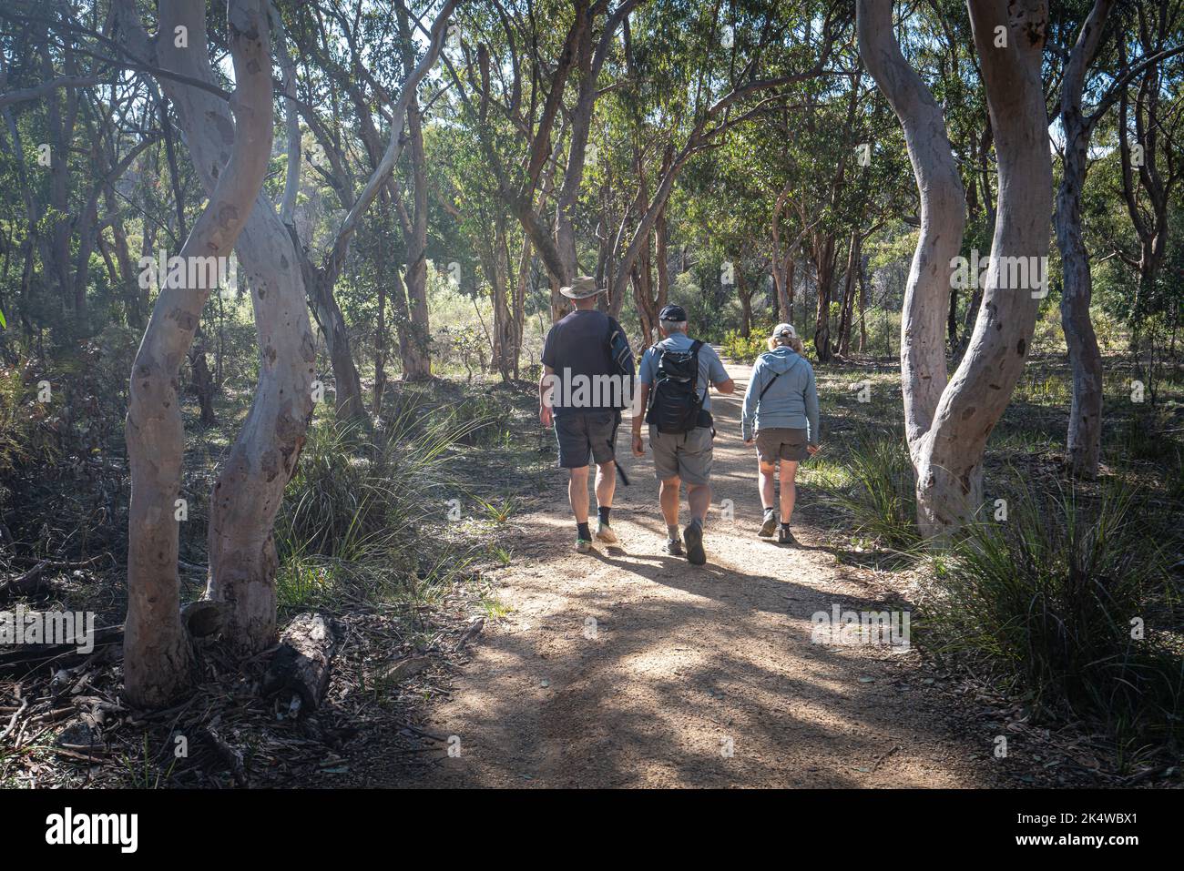 Vista posteriore di tre persone Escursioni nel Parco Nazionale di Girraveen, Queensland, Australia Foto Stock