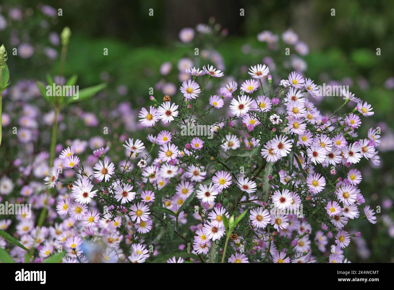 Aster hybrid immagini e fotografie stock ad alta risoluzione Alamy