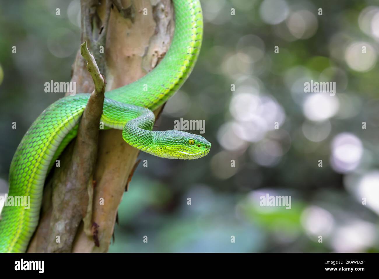 La foto ravvicinata di una vipera verde di Pit (Triperesurus macrops) o di una vipera bianca di buca o di una vipera bianca di albero, è una vipera velenosa di buca. Foto Stock