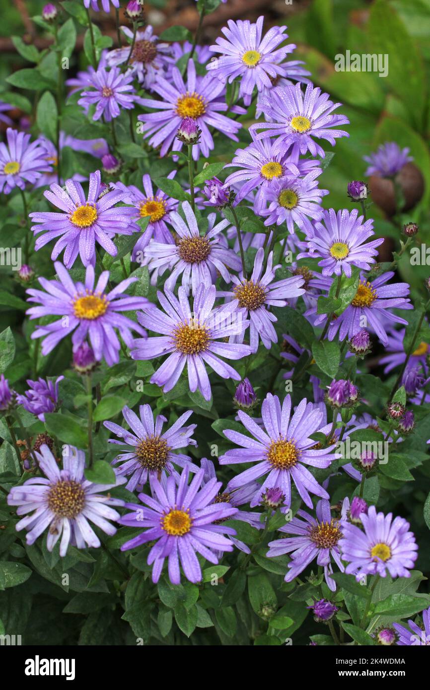 Aster frikartii 'Jungrau' in fiore. Foto Stock