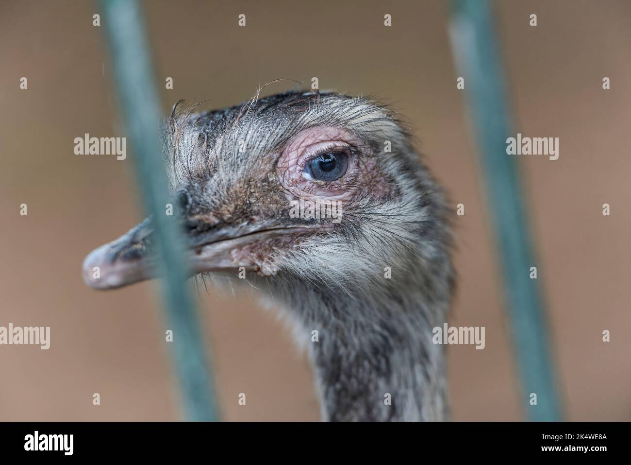 Un primo piano di un ostrich, Blackpool Zoo, Regno Unito Foto Stock