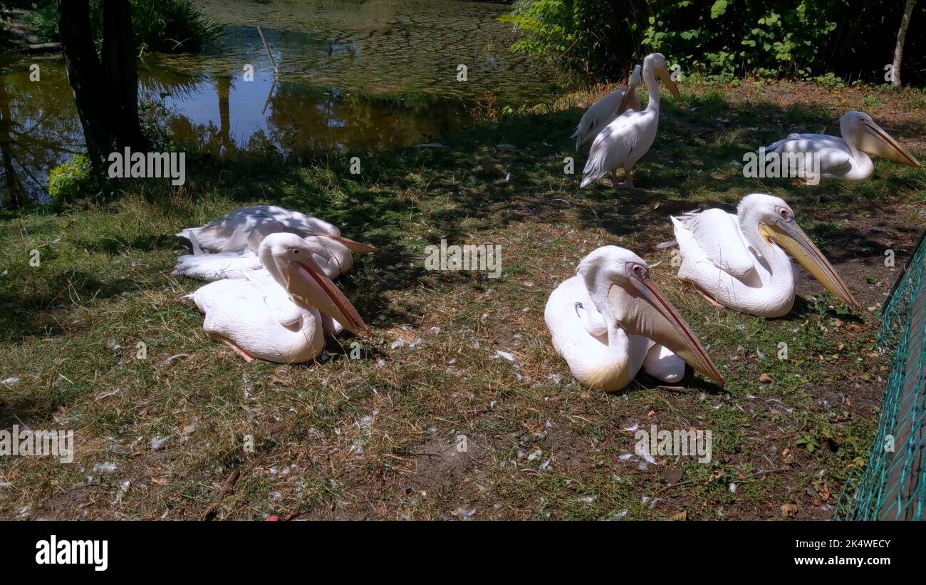 Un gruppo di pellicani rosa sull'erba vicino allo stagno in una calda giornata estiva Foto Stock