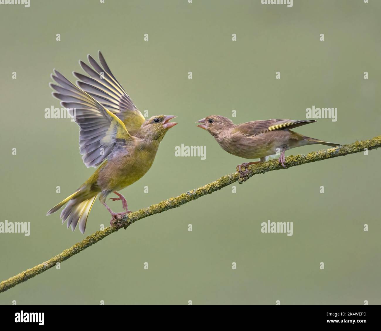 Due greenfinch europei, Carduelis chloris, combattenti, Lancashire UK Foto Stock
