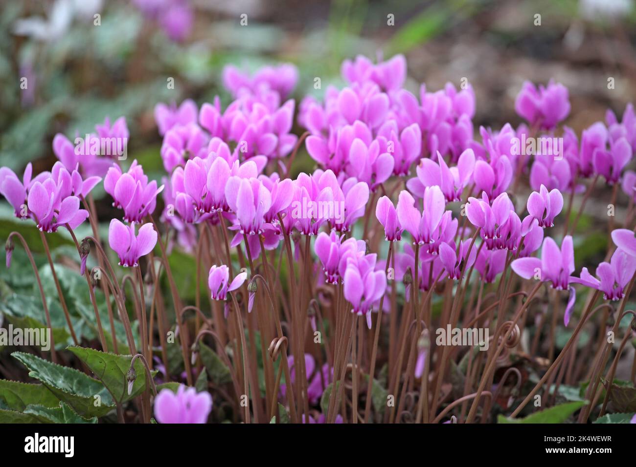 Ciclamino hederifolium, il ciclamino in fiore. Foto Stock