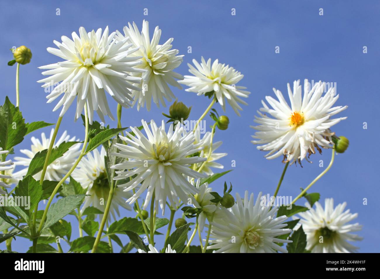 Dahlia 'Josudi Polaris' in fiore. Foto Stock