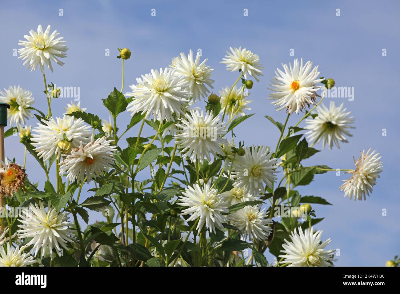 Dahlia 'Josudi Polaris' in fiore. Foto Stock