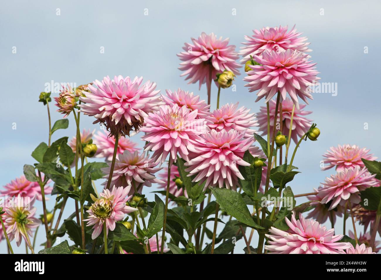 Dahlia 'Normandie Memories' in fiore. Foto Stock