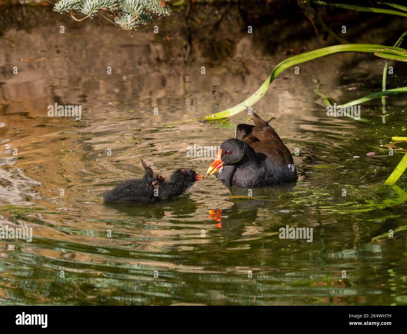 Il moorhen adulto che alimenta il suo pulcino, nell'acqua, vicino alla riva di un lago britannico. Foto Stock