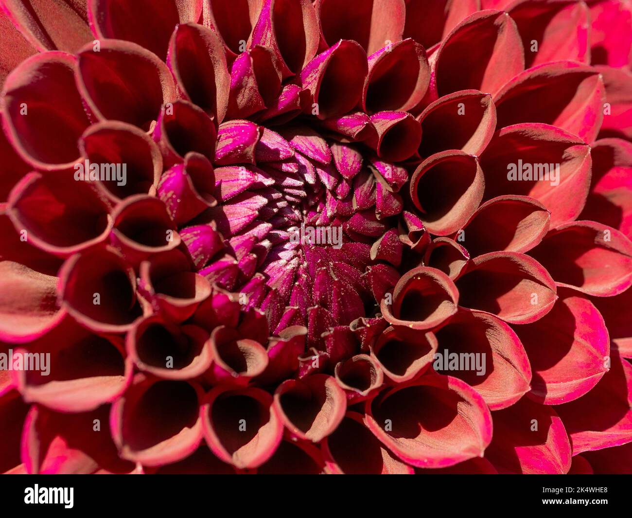 Primo piano del centro di un fiore rosso scuro di pompon dahlia, Foto Stock