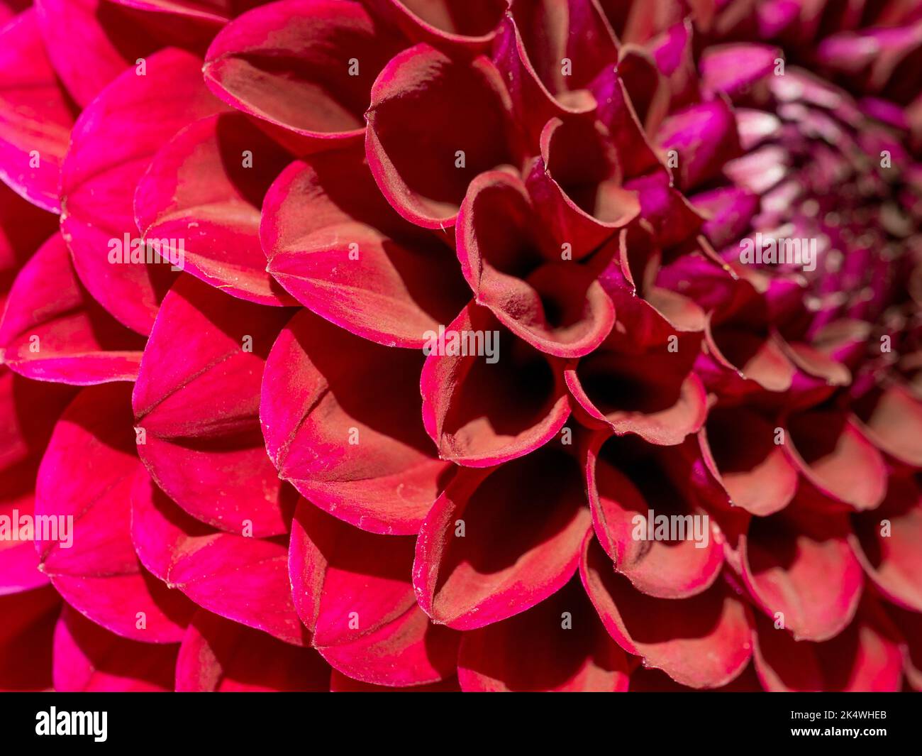 Primo piano dei petali curvanti di un fiore rosso scuro di pompon dahlia, in forte luce solare. Foto Stock