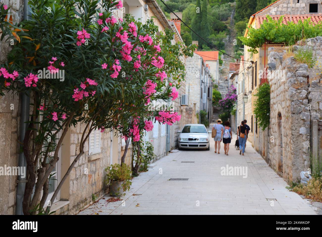 Ston, Croazia. Strade della città vecchia. Fuoco sui fiori dell'oleandro. Foto Stock