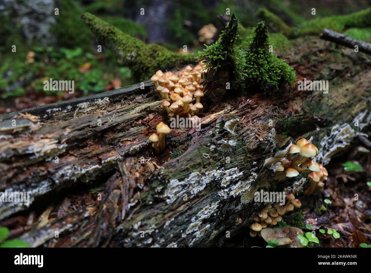 Stagione dei funghi in Spagna. Autunno nel Parco Nazionale di Ordesa e Monte Perdido nei Pirenei. Funghi di tuft di zolfo (Hypholoma fasciculare). Foto Stock