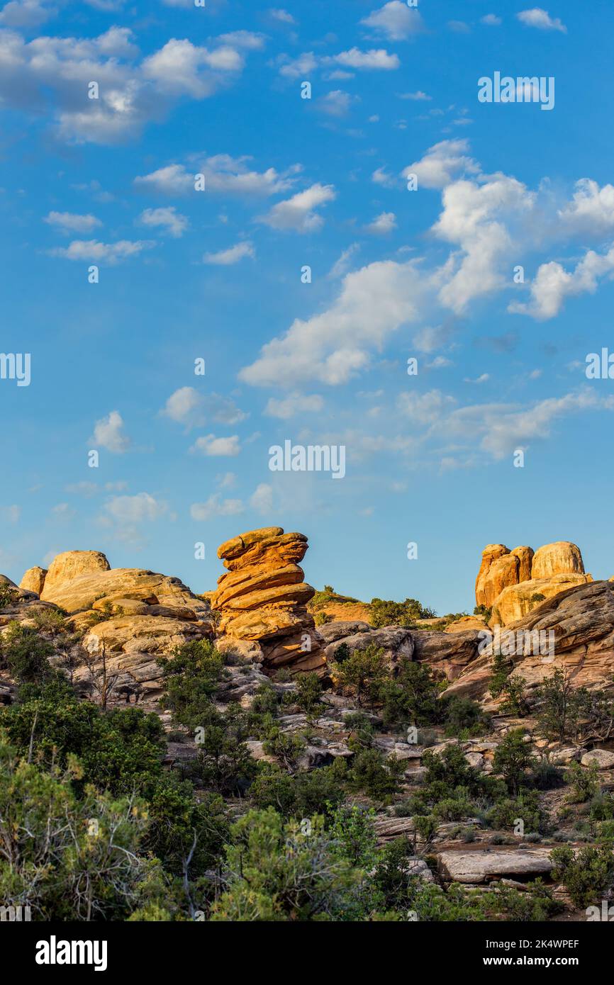 Formazioni di arenaria di Cedar Mesa all'alba nel distretto di Needles del Parco Nazionale delle Canyonlands, Utah. Foto Stock