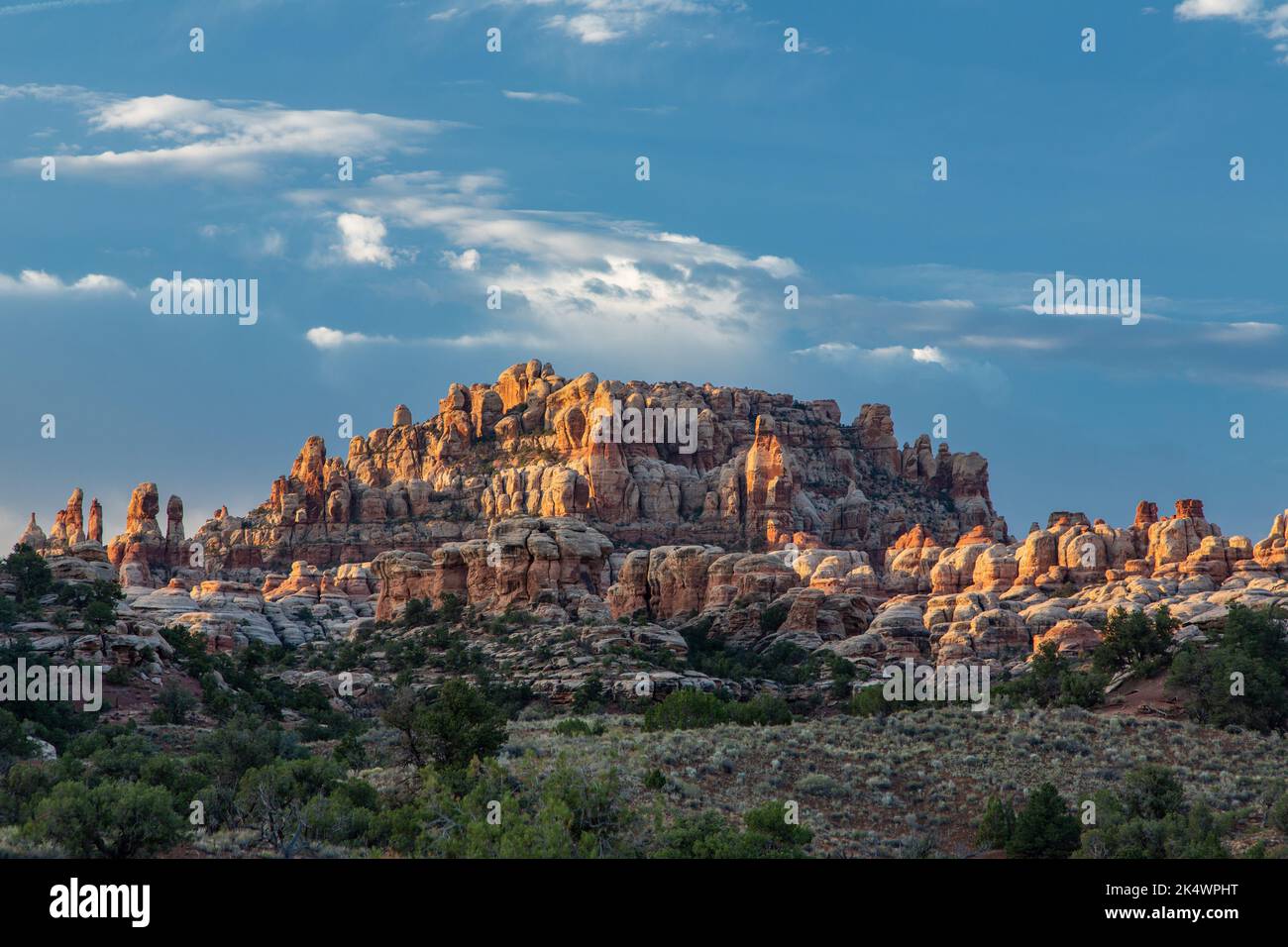 The Needles, le guglie di arenaria di Cedar Mesa, all'alba nel distretto di Needles del Canyonlands National Park, Utah. Foto Stock