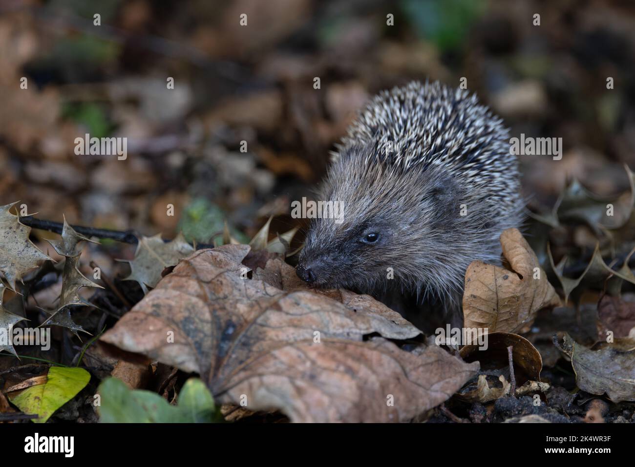 European Hedgehog (Erinaceus europaeus) baby novellame Norfolk UK GB ottobre 2022 Foto Stock