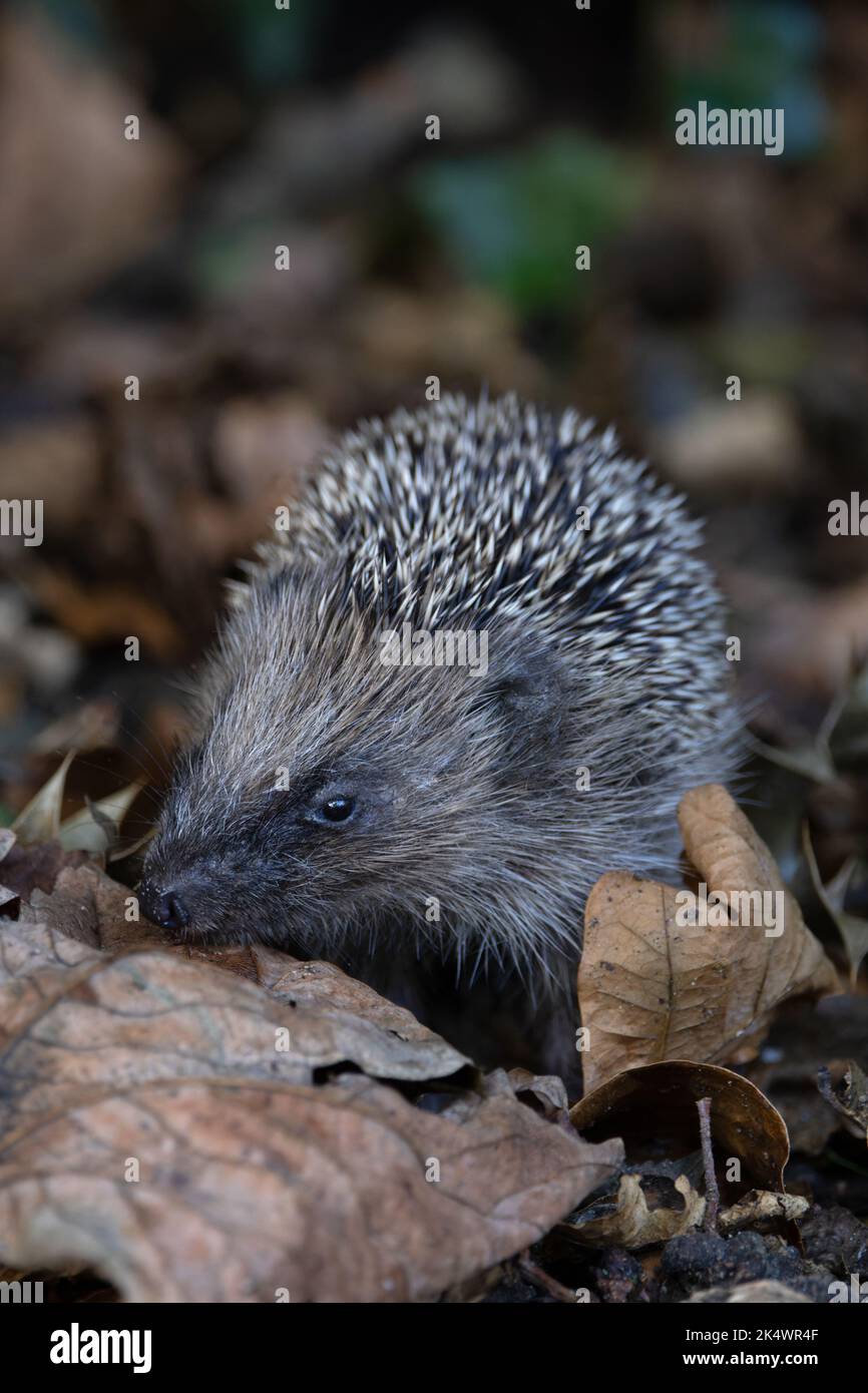 European Hedgehog (Erinaceus europaeus) baby novellame Norfolk UK GB ottobre 2022 Foto Stock