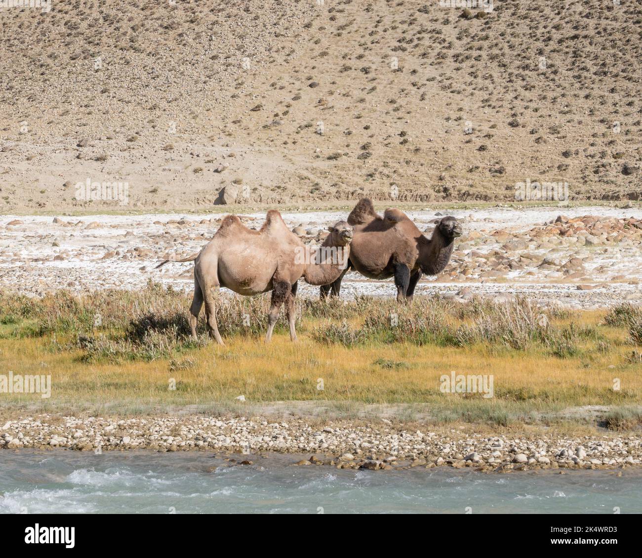 Cammelli bactriani sul lato afghano del fiume Pamir nel deserto ad alta quota tra il passo di Langar e Khargush, Gorno-Badakshan, Tagikistan Foto Stock