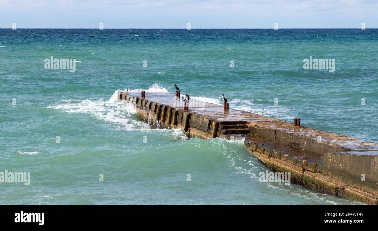 I cormorani si trovano sul frangiflutti di cemento bagnato, foto del paesaggio estivo scattata sulla costa del Mar Nero in una giornata di sole, Crimea Foto Stock