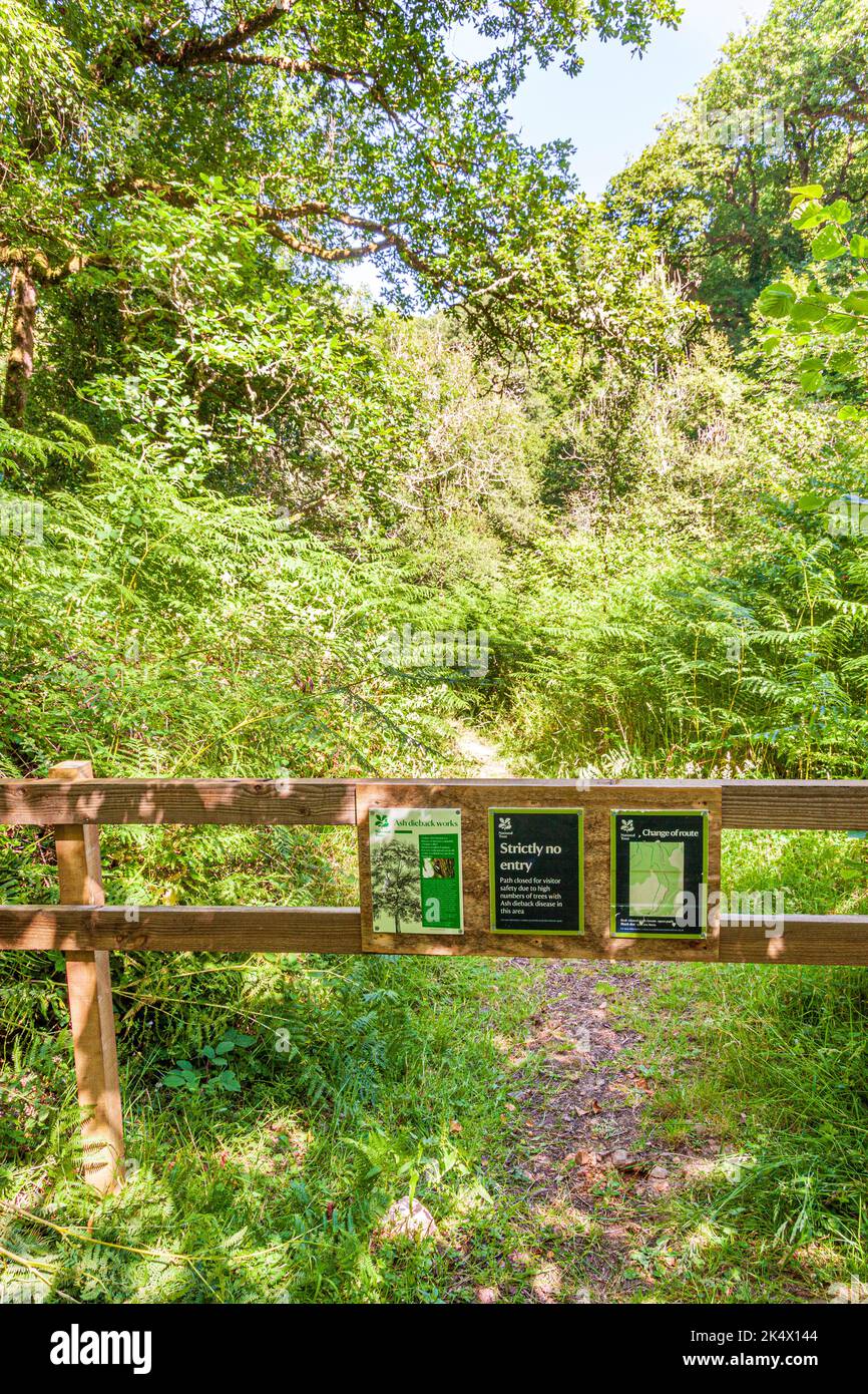 Una popolare passeggiata attraverso Horner Wood NNR sul Parco Nazionale di Exmoor e' chiusa a causa della malattia della riacutosi delle Ash a Cloutsham, Somerset UK. La tettoia verde della Regina - Foto Stock Una popolare passeggiata attraverso Horner Wood NNR sul Parco Nazionale di Exmoor e' chiusa a causa della malattia della riacutosi delle Ash a Cloutsham, Somerset UK. La tettoia verde della Regina - Foto Stock