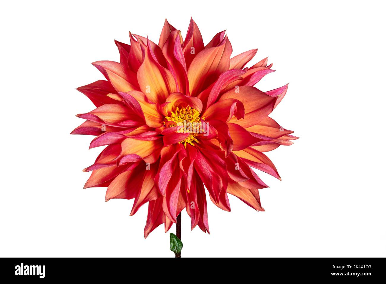 Macro di un isolato rosso Fiore Dahlia Fiore Foto Stock