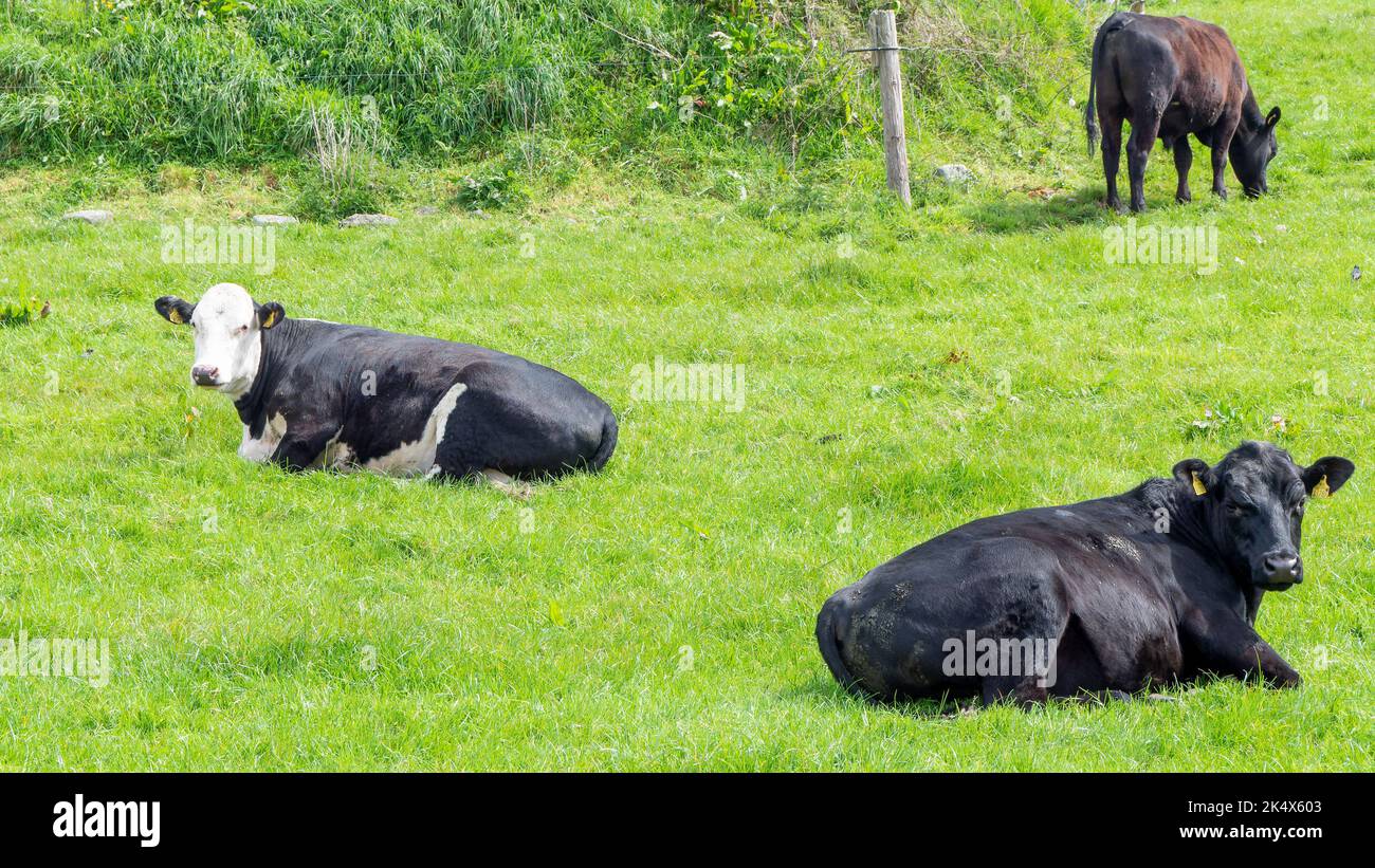Le mucche nere sono sdraiate su un prato verde. Mucche su pascolo libero. Foto Stock