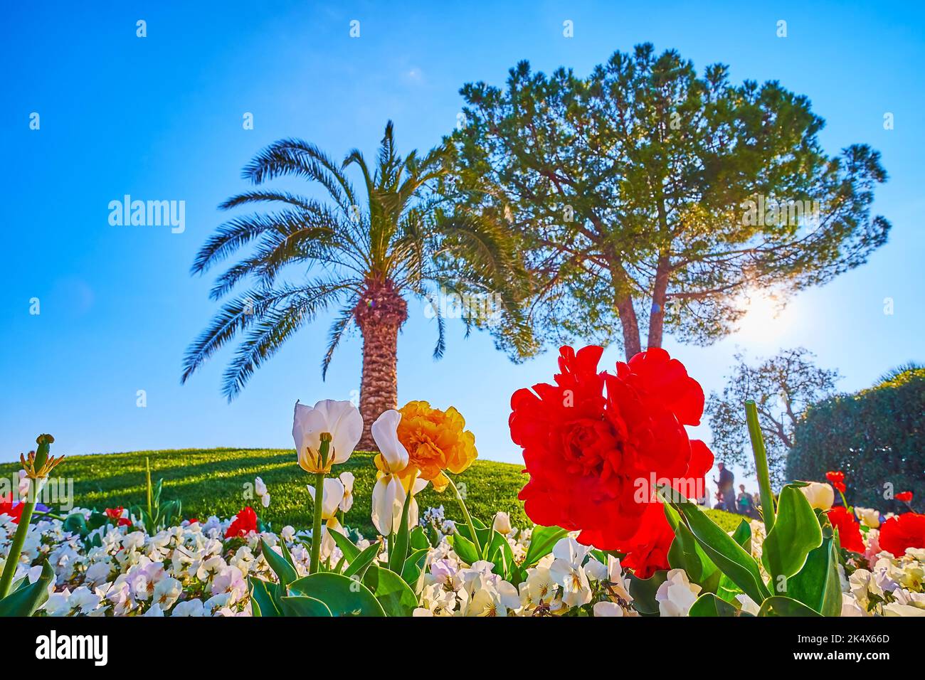 I aiuole fioriti con pansies, tulipani colorati, prato verde e alberi sparsi su Piazza Giosue Carducci, Sirmione, Italia Foto Stock