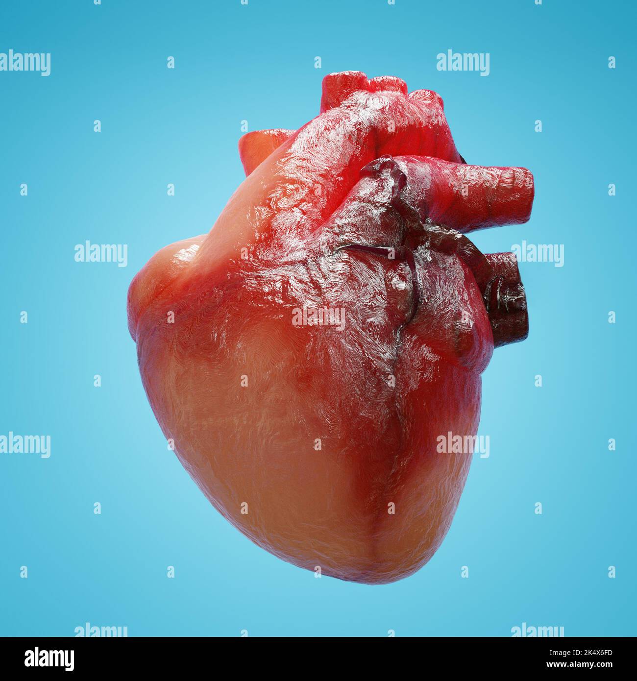3D rappresentazione di un modello realistico di cuore umano su sfondo blu Foto Stock