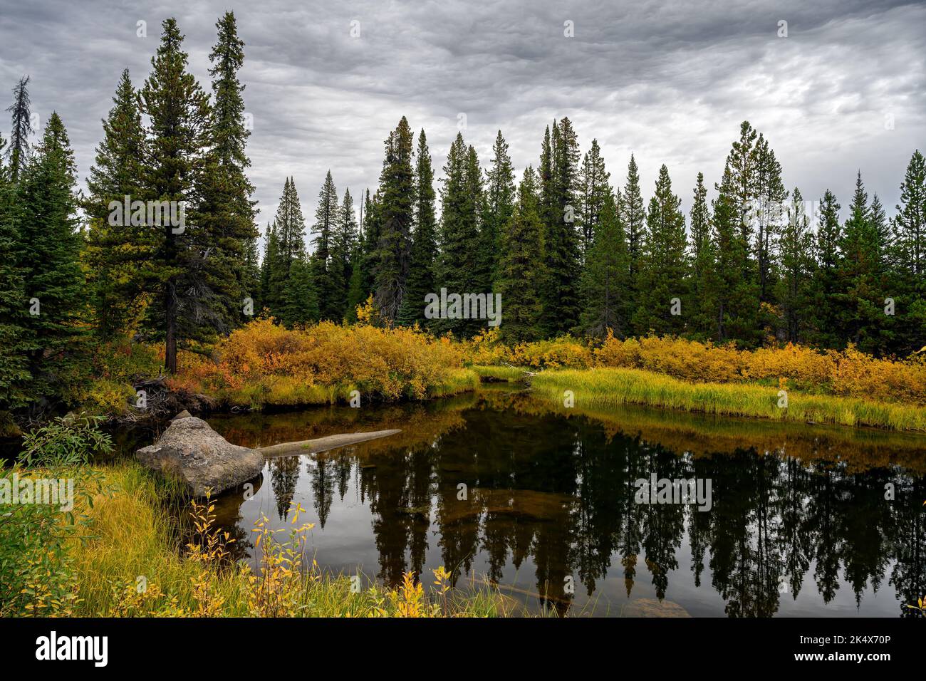 Fogliame autunnale presso il Green River nel Tweedsmuir South Provincial Park, British Columbia, Canada Foto Stock