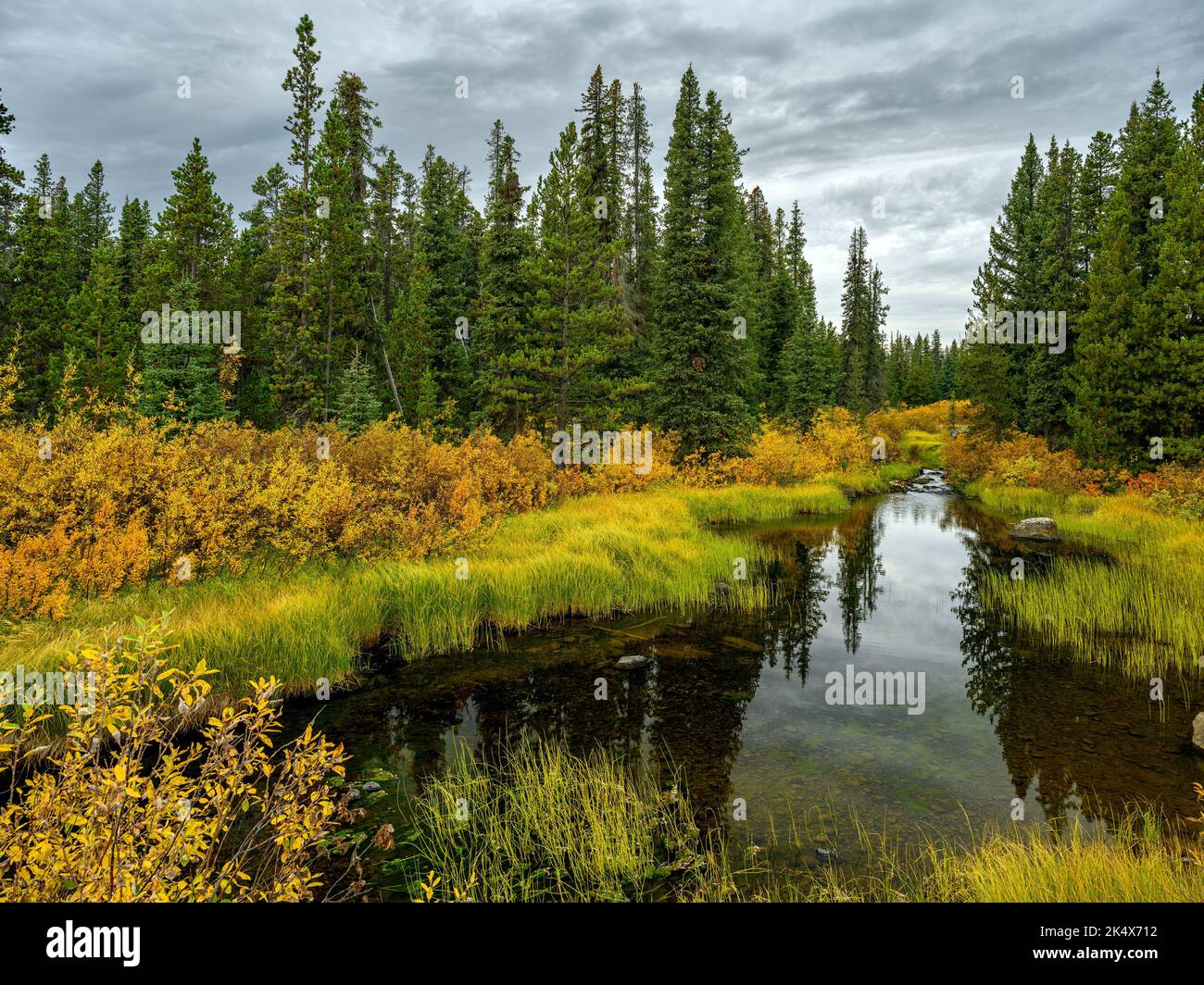 Fogliame autunnale presso il Green River nel Tweedsmuir South Provincial Park, British Columbia, Canada Foto Stock