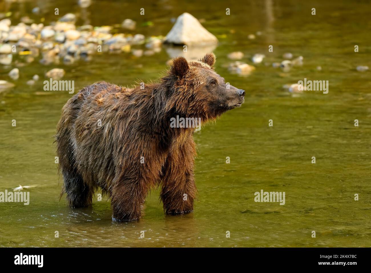 Un orso grizzly (Ursus arctos horribilis) in piedi nel fiume Atnarko nella Columbia Britannica costiera a Bella Coola, Canada Foto Stock