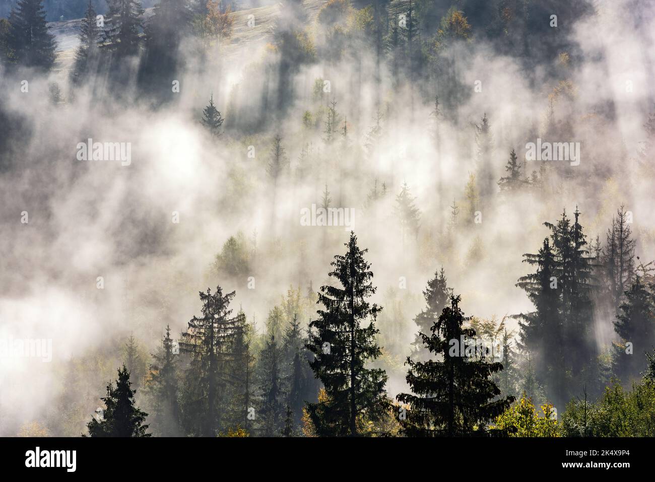 Foresta nella nebbia mattutina. Nebbia divisa dai raggi del sole. Vista mattutina sulla zona umida delle montagne. Foto Stock