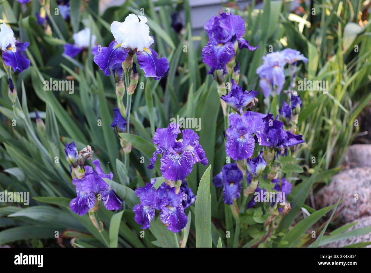 Un giardino pieno di fiori di iride viola e bianco che fioriscono in primavera a Trevor, Wisconsin, USA Foto Stock
