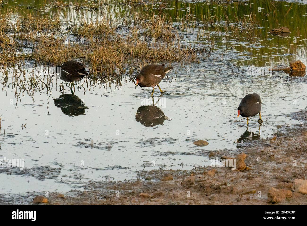 Tre comuni moorhens che foraging per alimento in acqua poco profonda all'alba. Foto Stock