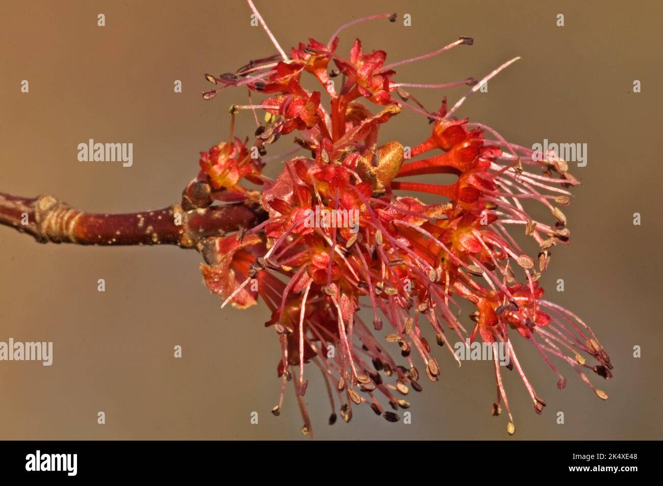 L'acero rosso fiorisce da vicino nei boschi primaverili Foto Stock