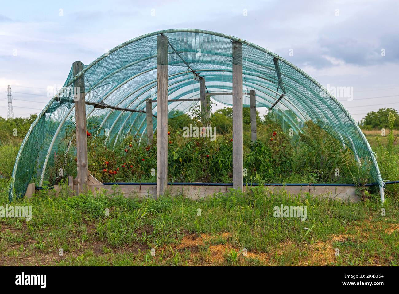 Crescere piante di pomodori in galleria di serra con rete protettiva Foto Stock