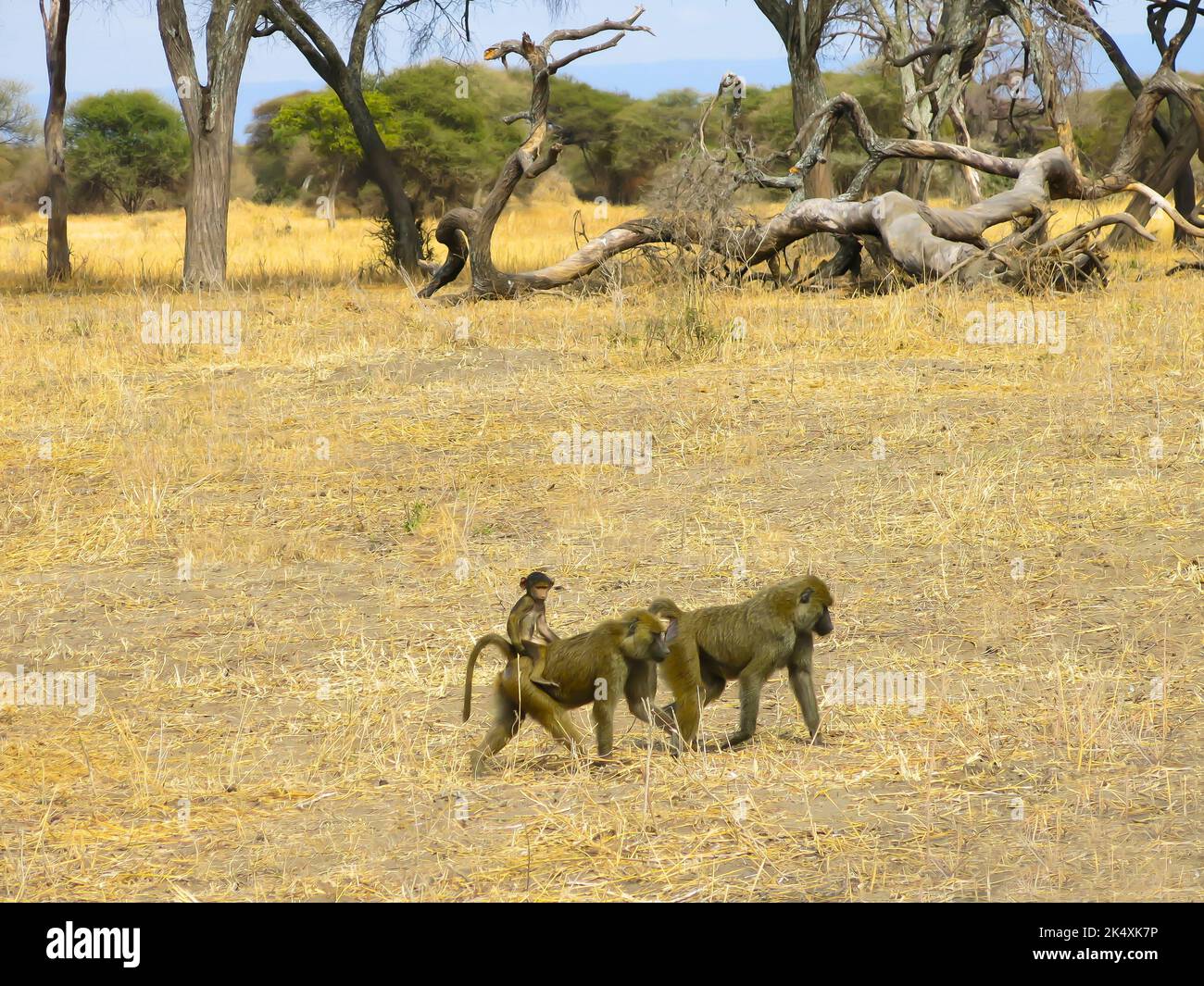 Famiglia di baboon in movimento, Parco Nazionale di Tarangire, Tanzania, Africa orientale Foto Stock