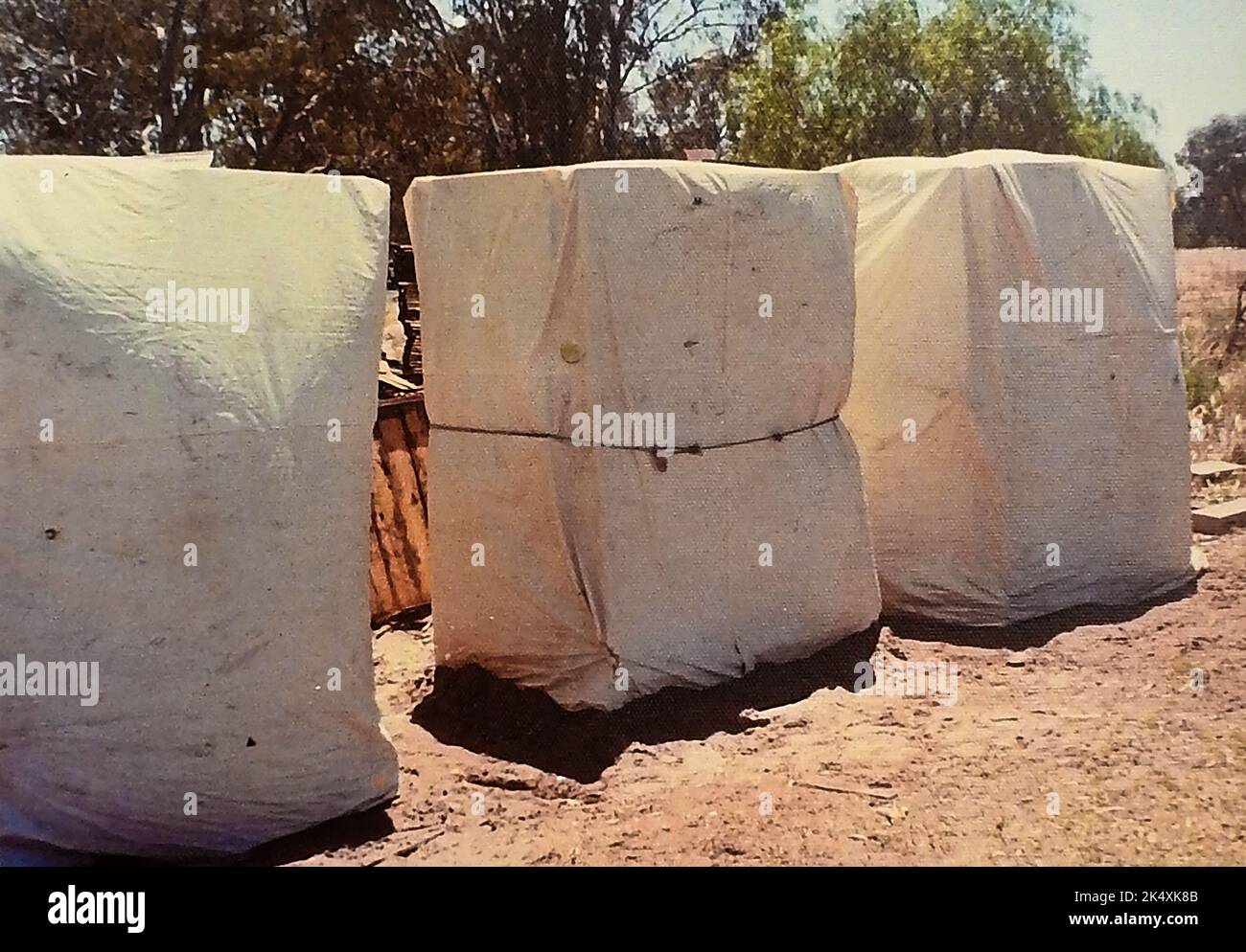 Un'istantanea del 1970 di una parte della terra di Kevin Twigden a Waikerie, Australia, che mostra le tende utilizzate per asciugare e trattare le albicocche con anidride solforosa (SO₂). All'interno delle tende sono impilate vaschette di albicocche senza pietre che sono vendute separatamente per l'industria cosmetica. Foto Stock