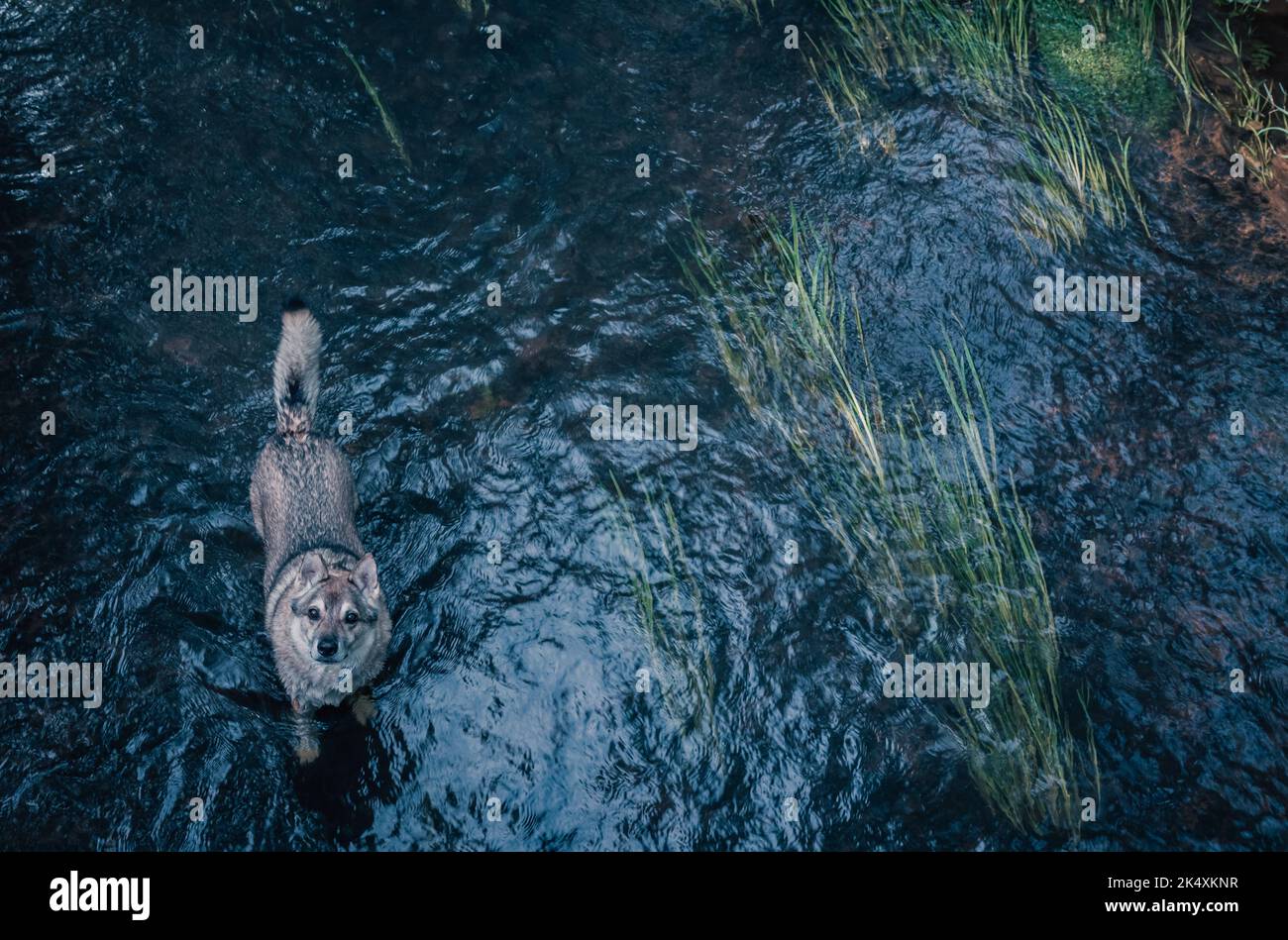 Wolf ibrido nel fiume in acqua Foto Stock