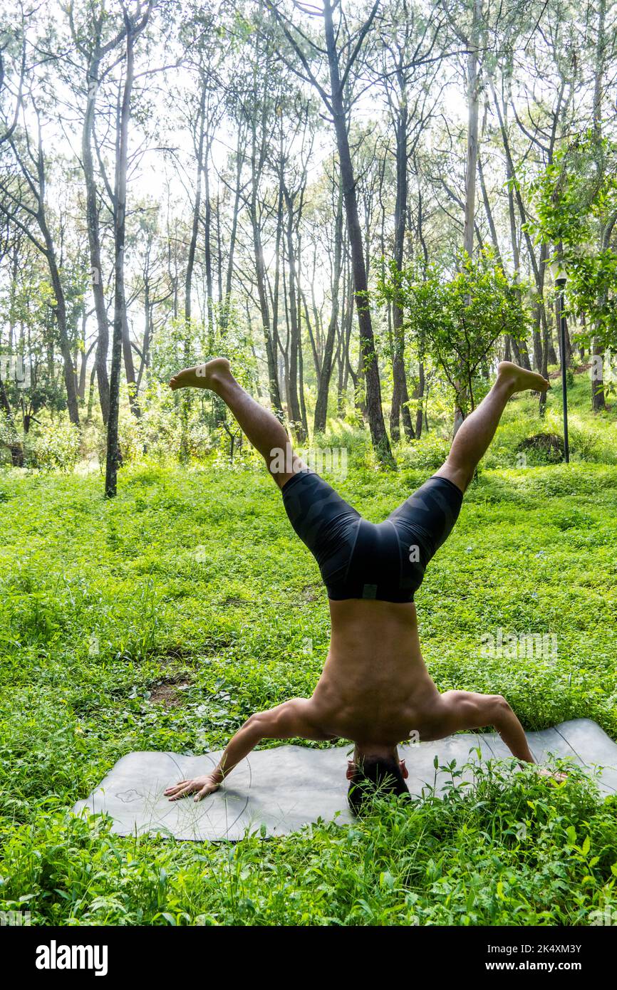 Uomo latino-americano che fa la postura di yoga, la postura di yoga, Bee indietro Prsthatah Brahmara, foresta Foto Stock