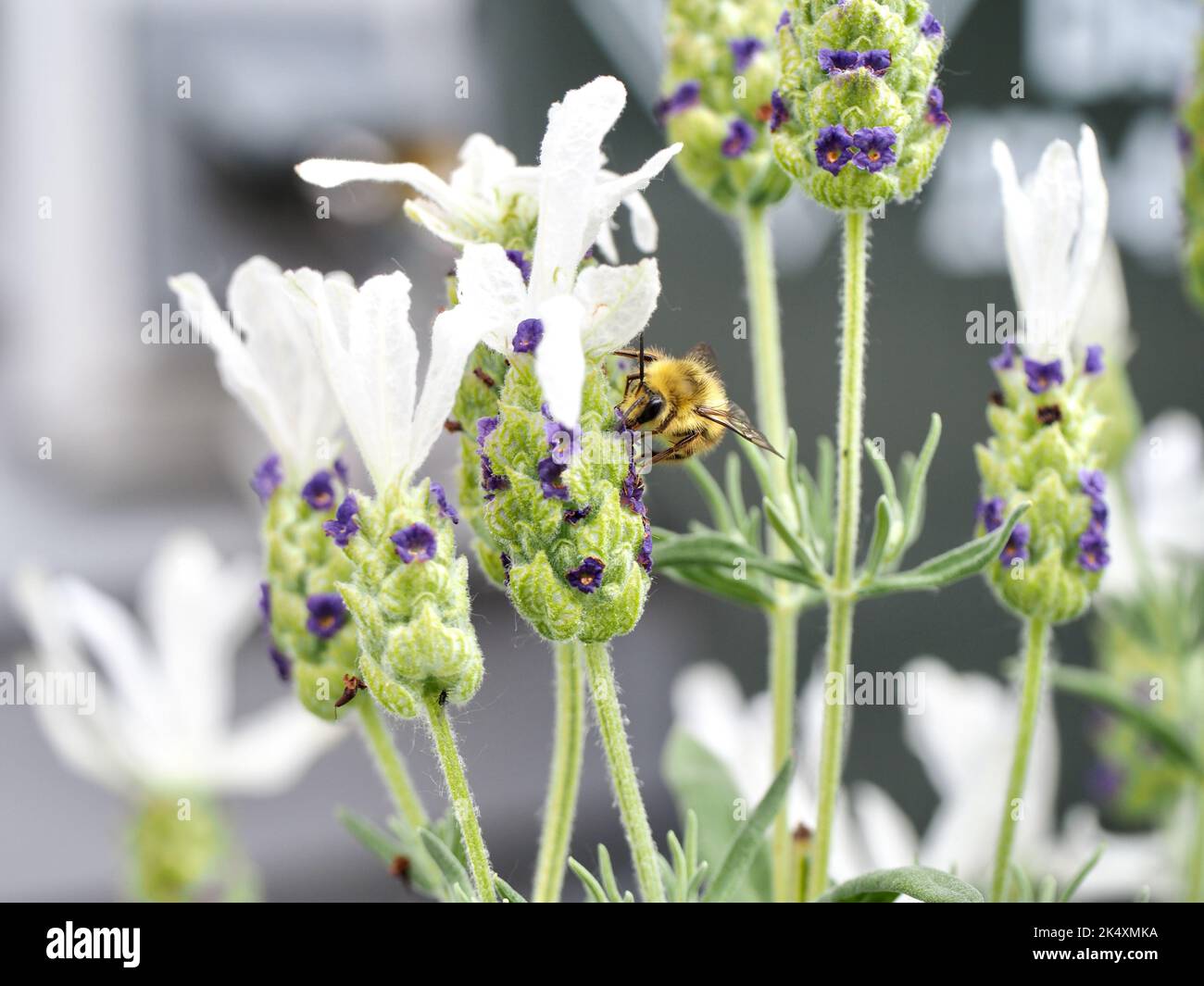Lavanda bianca nel cortile Foto Stock