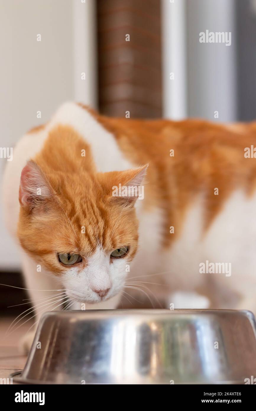 Vista ravvicinata di arancione e bianco con occhi verdi gatto odore di cibo sulla piastra di metallo Foto Stock