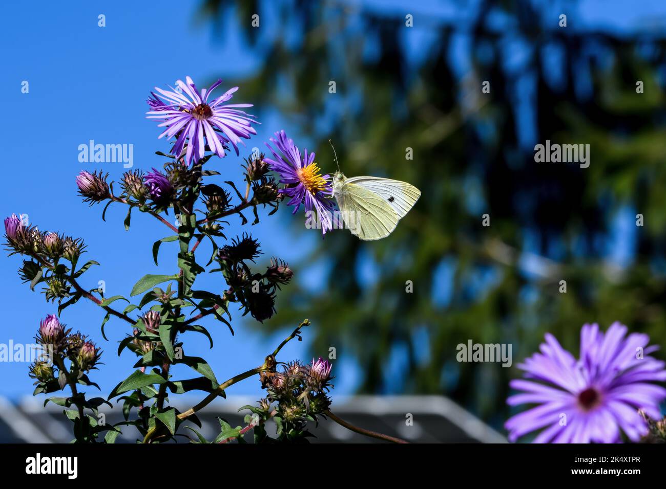 Cavolo bianco farfalla o Pieris rapae su New England Aster fiore. È una specie di piccola taglia della famiglia Pieridae. Foto Stock