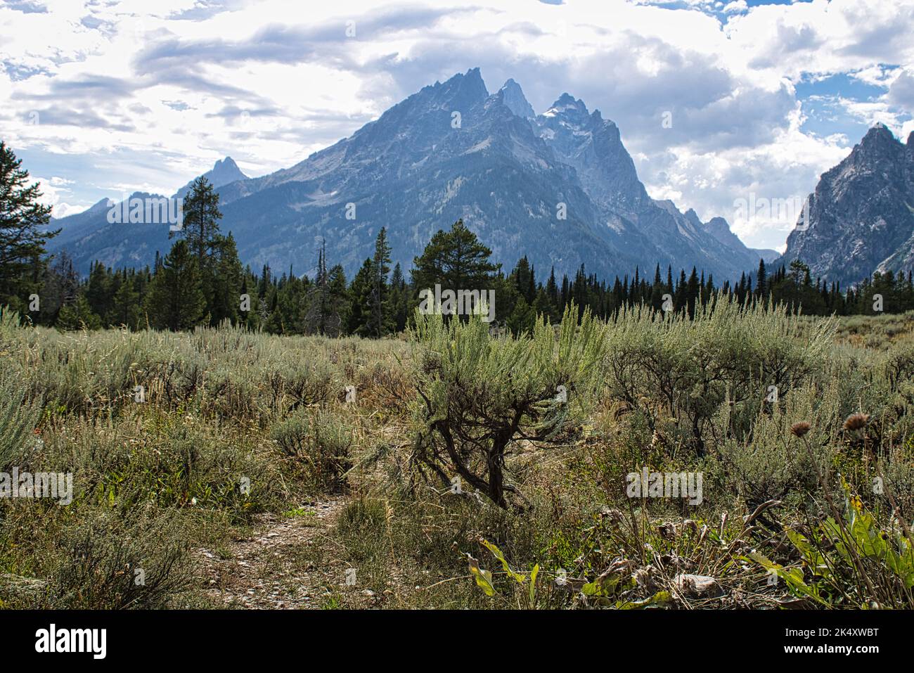 Vista panoramica del prato di Sagebrush (Artemisia tridentata), dominato dal Cathedral Group e dalla porzione di Cascade Canyon della catena montuosa di Teton. Foto Stock