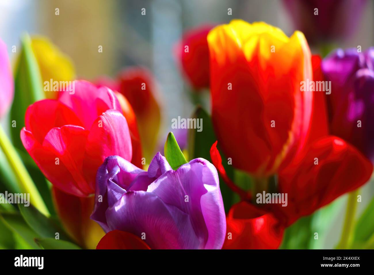Un'inquadratura selettiva di bellissimi tulipani multicolori in fiore nel giardino con sfondo sfocato Foto Stock