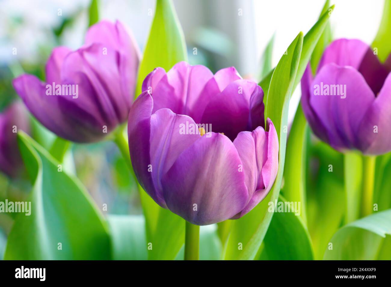 Un fuoco poco profondo di tulipani viola fioritura nel giardino con sfondo sfocato Foto Stock